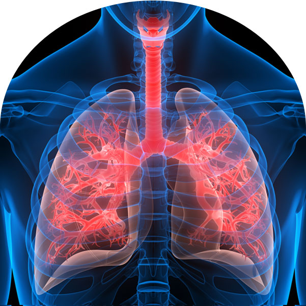 Apparato respiratorio